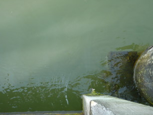 0081 Flut an der Mittelbrücke in Wyk