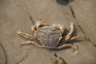 kleine Krabbe im Watt